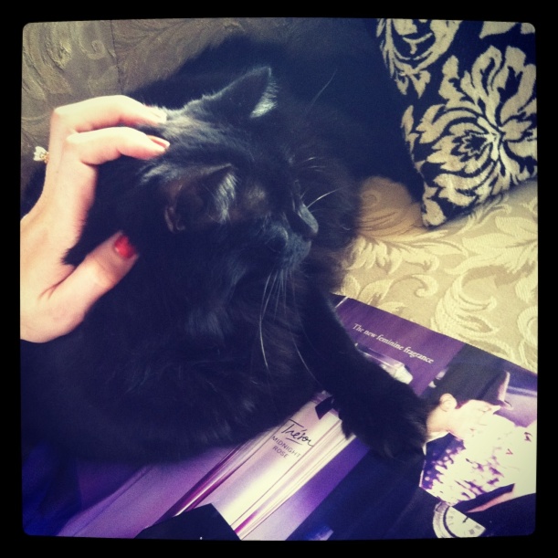 Mascot kitty enjoys: curling up on my magazines & scratches behind the ears.